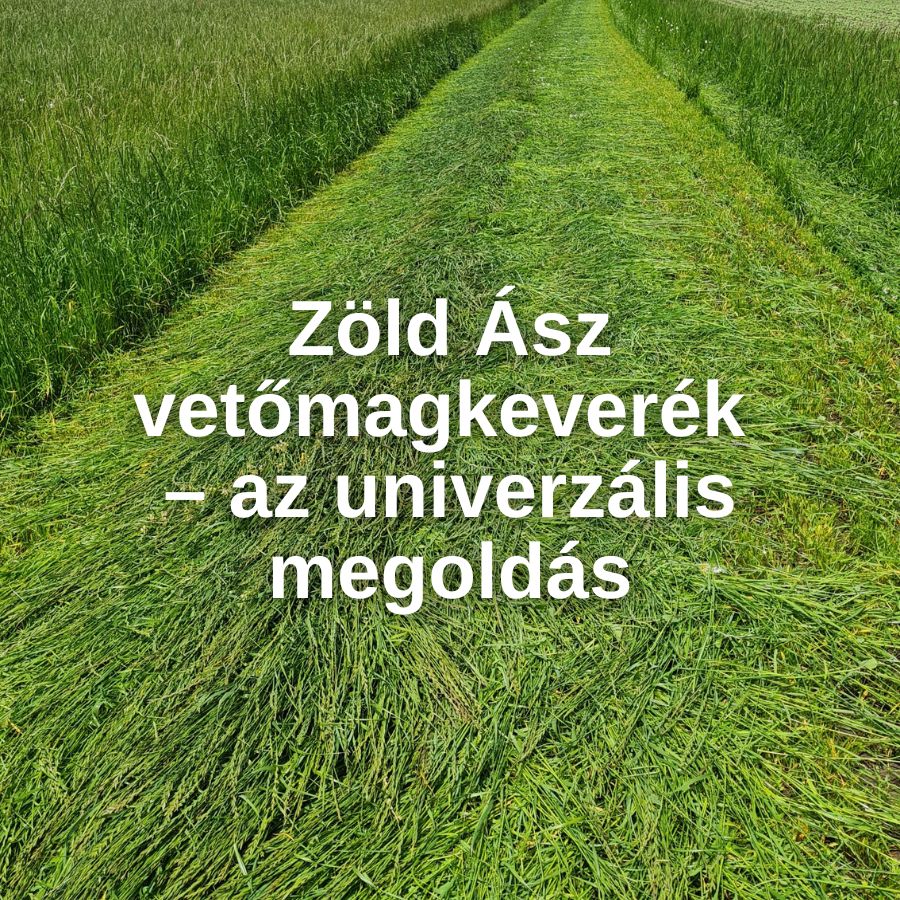 Zöld Ász vetőmagkeverék – az univerzális megoldás